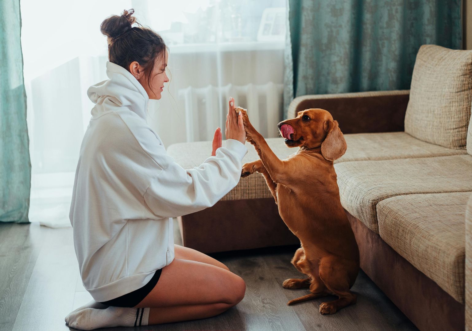 Benefits of C60 for pets in reducing inflammation, boosting immune function and promoting overall well-being