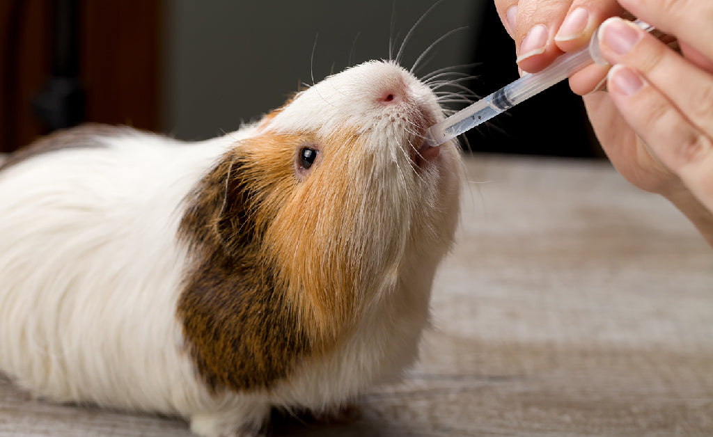 Carbon 60 for pets as supplement for boosting immune health